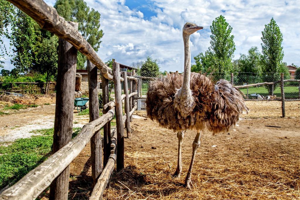 Agriturismo 4 Ricci Βίλα Cerveteri Εξωτερικό φωτογραφία